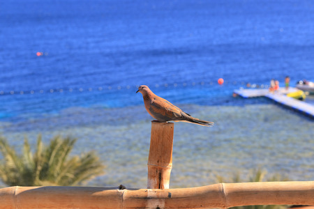 Laughing dove, Streptopelia senegalensisの写真素材