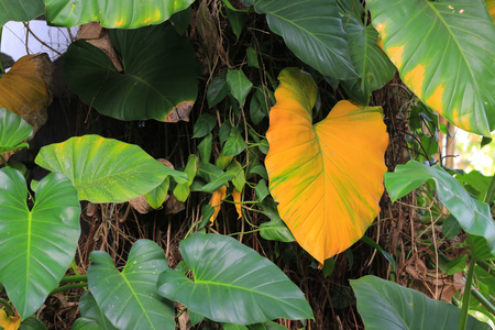 Large tropical leavesの写真素材