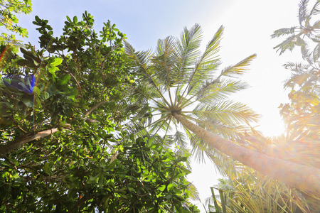 tropical palm treeの写真素材