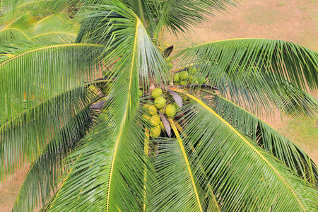 coconut palmの写真素材