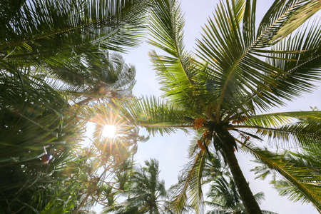 tropical palm treeの写真素材