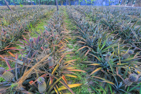Growing pineapples on plantationsの写真素材