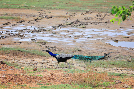 peacockの写真素材