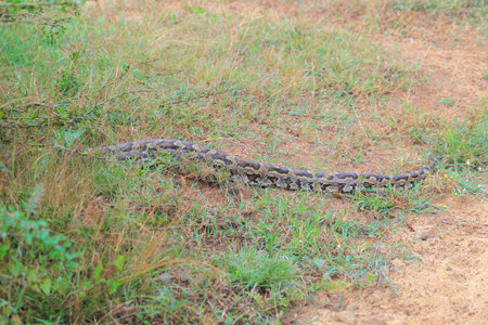 python molurus