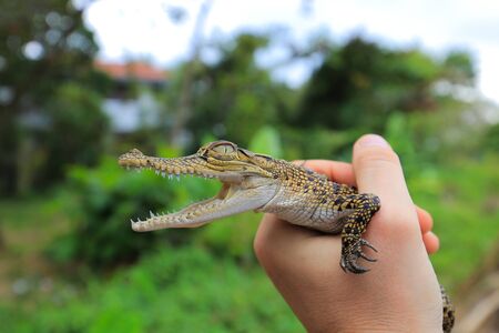 Baby crocodile in human handsの写真素材