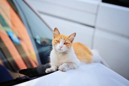 Funny redhead cat on the white carの写真素材