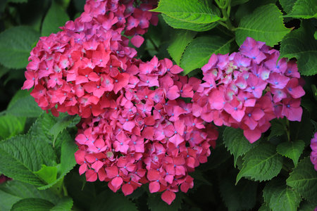 Pink hydrangea flower in the garden