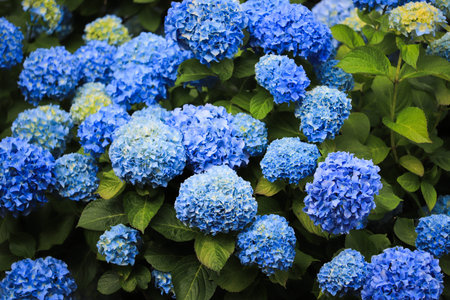 Blue hydrangea flower in the garden