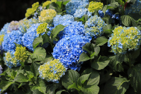 Blue hydrangea flower in the garden