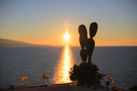 Beautiful cactus at sunset on the background of the seaの写真素材