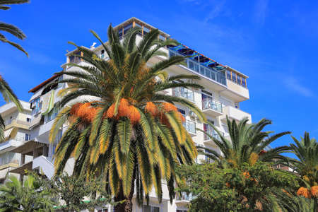 Date palm tree on white building background in Saranda, Albaniaの写真素材