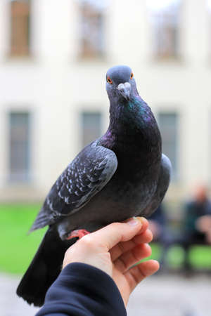 Gray pigeon sitting on a hand close-upの写真素材