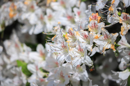 Rhododendron hybridus flowers close-up at summerの写真素材