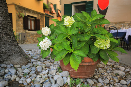 Hydrangea flowers in the pot on the street in Grado city