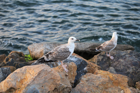 A large gray seagulls sits on a stone by the sea