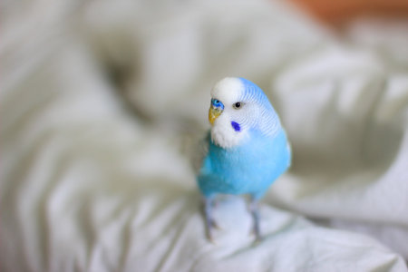Beautiful blue budgie parrot sitting on the bed at home
