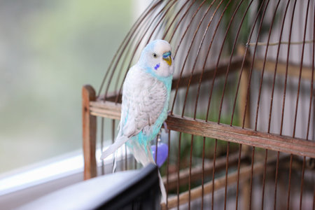 Beautiful blue budgie parrot sitting on the cage at home