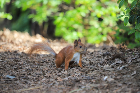 Funny squirrel on the ground in the parkの写真素材