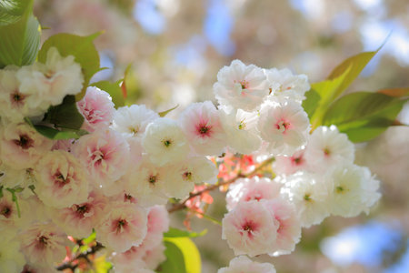 White spring flowers on a tree branch