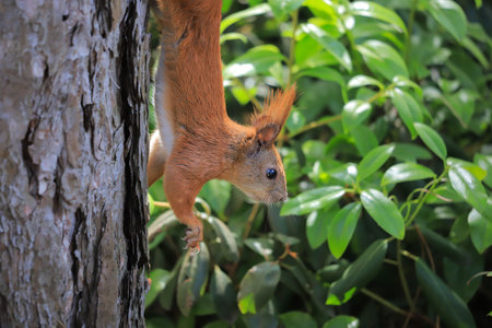 Funny squirrel on a tree in summerの写真素材