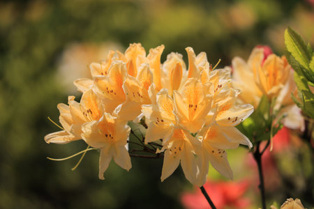 Yellow rhododendron flower close-up on a bush at summerの写真素材