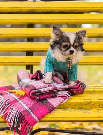 Longhair Chihuahua dog sitting on the benchの写真素材