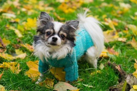 Longhair Chihuahua dog wearing blue pullover sitting on geen grassの写真素材