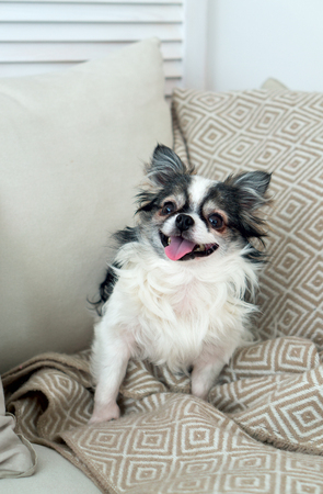 Longhair Chihuahua Dog on Light Textile Decorative Coat and Pillの写真素材