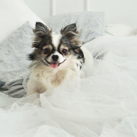 Longhair Chihuahua Dog on Light Textile Decorative Coat for a Modern Bed in House or Hotelの写真素材