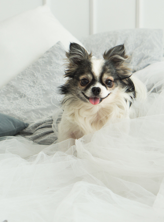 Longhair Chihuahua Dog on Light Textile Decorative Coat for a Modern Bed in House or Hotelの写真素材