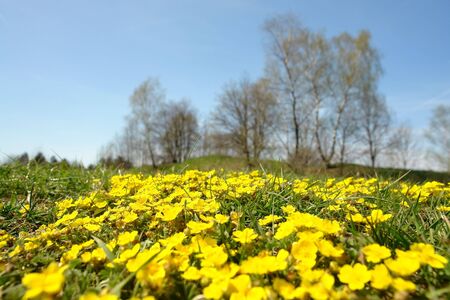 Meadow covered by bunch of wild yellow flowers in springtime - low angleの写真素材