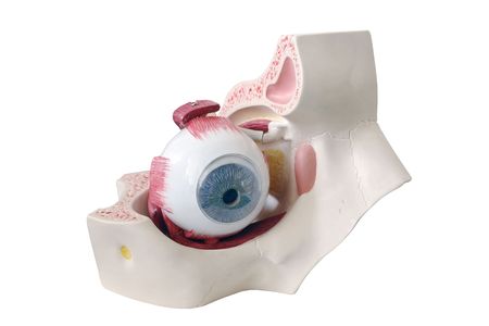 Human eye cross-section model isolated on white backgroundの写真素材