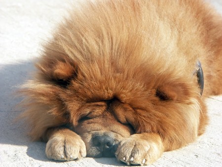 Red chow chow dog sleeping outsideの写真素材