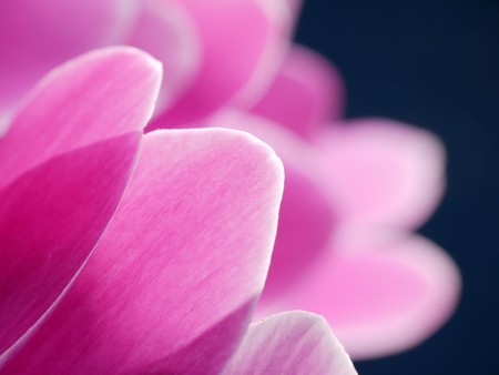 Closeup of cyclamen flower petals shot over dark blue backgroundの写真素材