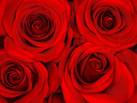 Closeup shot of four red roses in bloomの写真素材