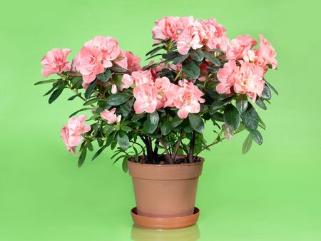 Pink azalea flowers in pot over light green backgroundの写真素材