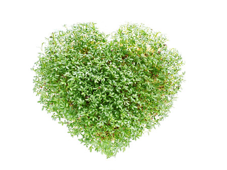 Heart shaped from watercress plant on white