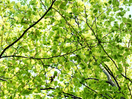 Tree foliage in fresh spring colors