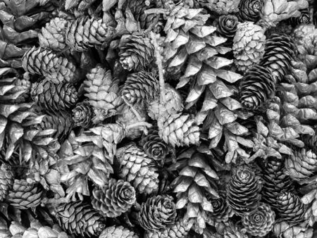 Background of silver conesの写真素材