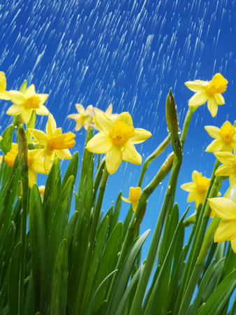 Rain droplets falling down on bunch of fresh daffodils over blue skyの写真素材