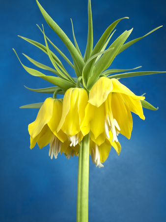 Yellow crown imperial shot on blue backgroundの写真素材