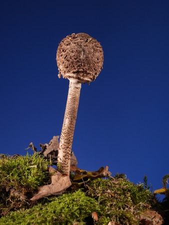 Young parasol fungus mushroom shot over dark blue の写真素材