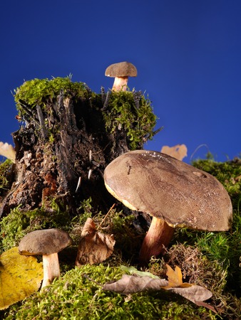 Three bay boletus mushrooms growing in the forestの写真素材
