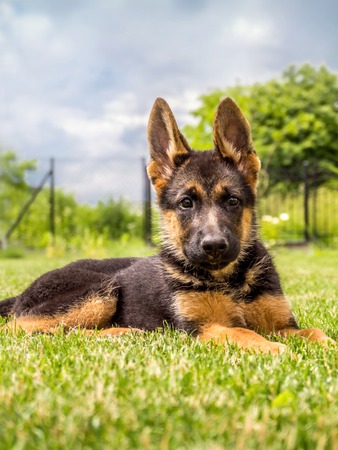 German shepherd puppy lying down in the grassの写真素材
