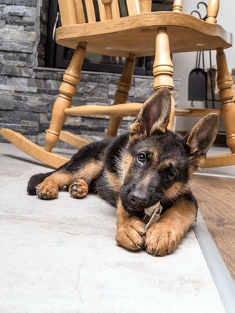 German shepherd puppy playing with pet toy on the floorの写真素材