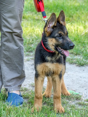 German shepherd puppy being kept on short leash during promenadeの写真素材