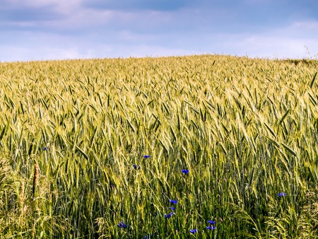 Ripening ryefield all the way to the horizonの写真素材