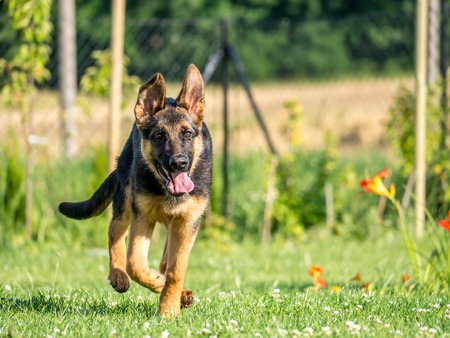 Happy German shepherd puppy running towards the cameraの写真素材