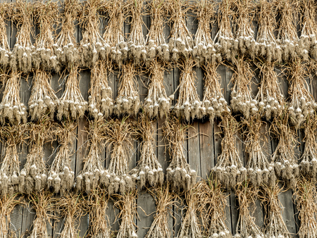 Garlic crops drying outside wooden barn wallの写真素材