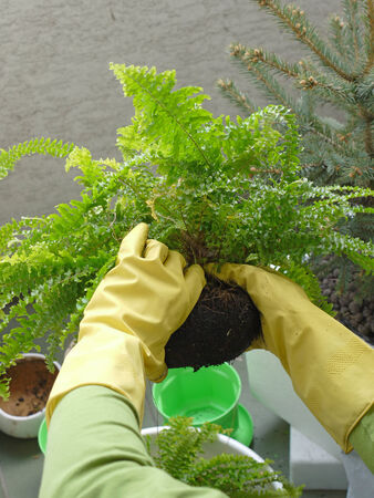 Closeup of gardenerの写真素材